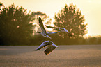 greylag geese