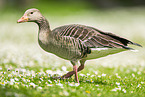 Greylag goose