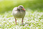 Greylag goose