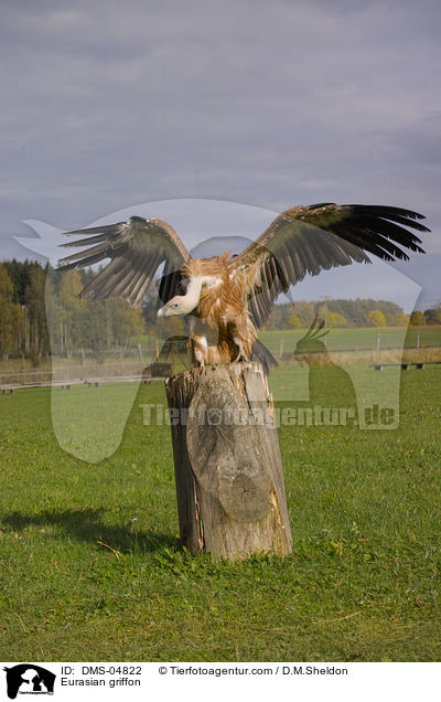 Gnsegeier / Eurasian griffon / DMS-04822