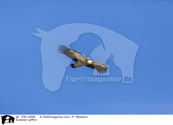 Gnsegeier / Eurasian griffon / PW-12659