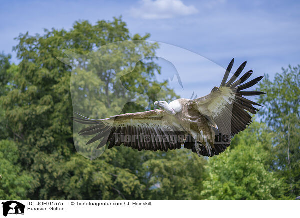 Gnsegeier / Eurasian Griffon / JOH-01575