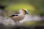 grosbeak