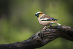 grosbeak