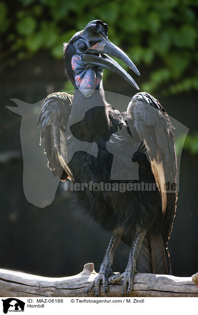 Hornrabe / Hornbill / MAZ-06188