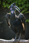 Hornbill