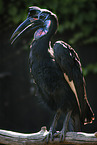 Hornbill