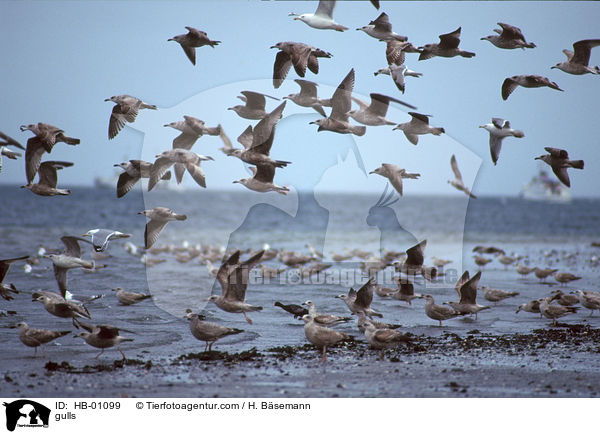 Mwen / gulls / HB-01099