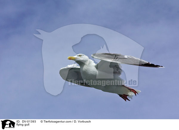 fliegende Mwe / flying gull / DV-01393