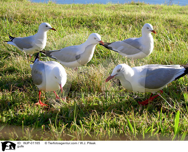 Mwen / gulls / WJP-01165