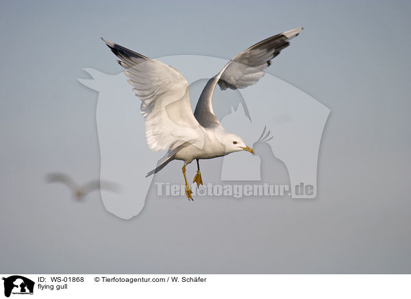 fliegende Mwe / flying gull / WS-01868