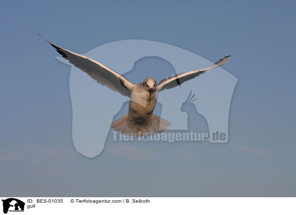 Mwe / gull / BES-01035