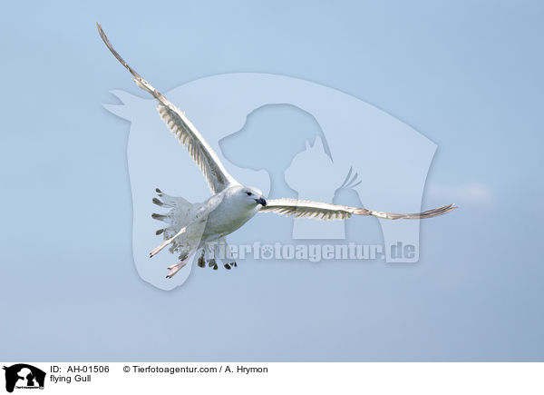 flying Gull / AH-01506