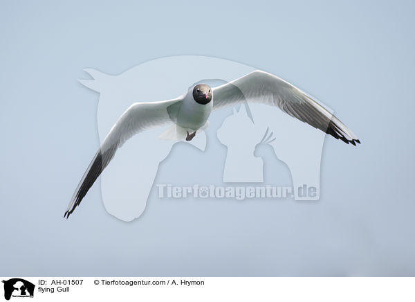 flying Gull / AH-01507