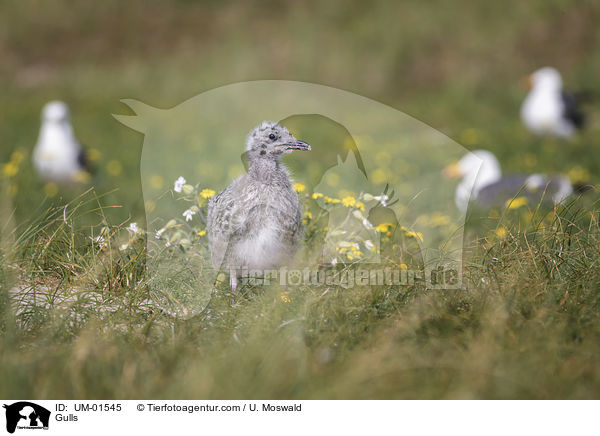 Mwen / Gulls / UM-01545