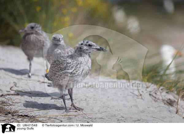 junge Mwen / young Gulls / UM-01548