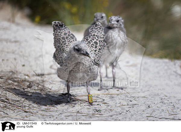 young Gulls / UM-01549