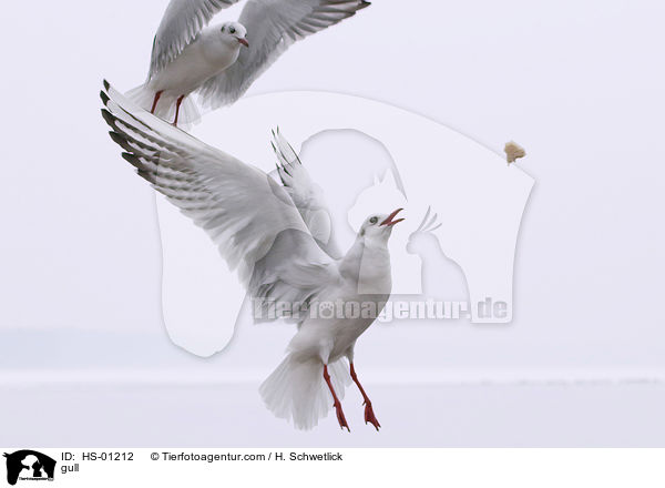 gull / HS-01212