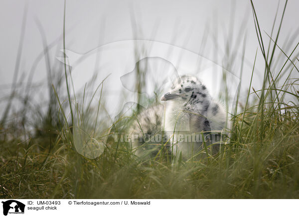 Mwenkken / seagull chick / UM-03493