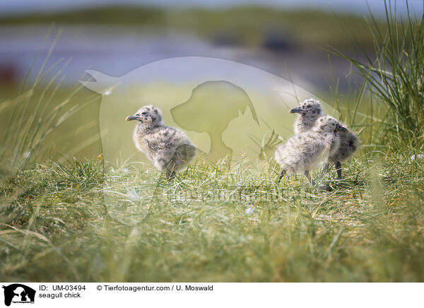 Mwenkken / seagull chick / UM-03494