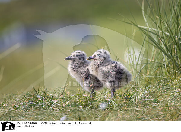 Mwenkken / seagull chick / UM-03496