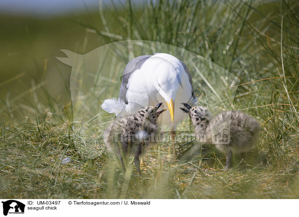 Mwenkken / seagull chick / UM-03497