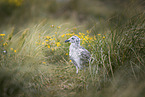 seagull chick