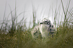 seagull chick