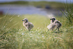 seagull chick