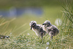 seagull chick