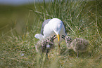 seagull chick