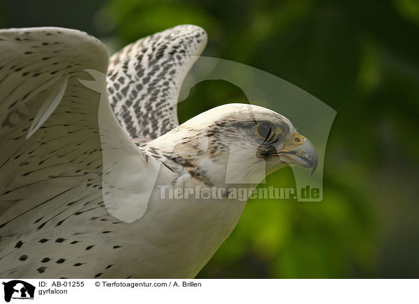 Gerfalke / gyrfalcon / AB-01255