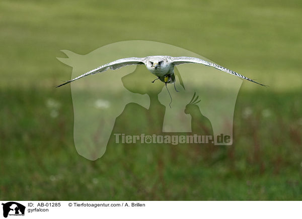 Gerfalke / gyrfalcon / AB-01285