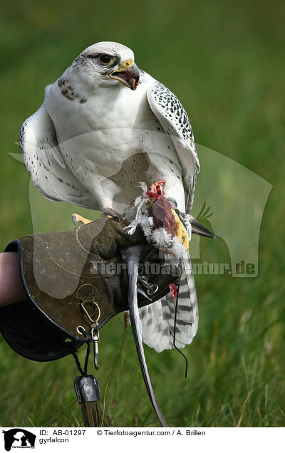 Gerfalke / gyrfalcon / AB-01297