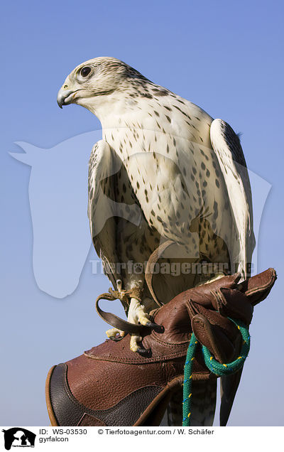 Gerfalke / gyrfalcon / WS-03530