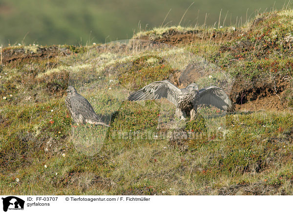 Gerfalken / gyrfalcons / FF-03707