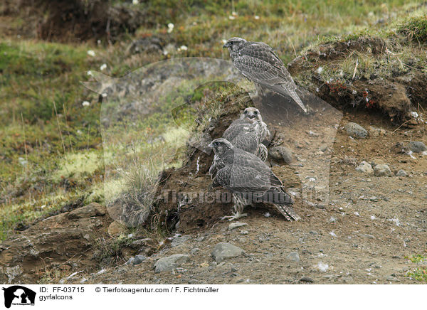 Gerfalken / gyrfalcons / FF-03715