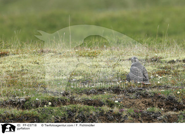 Gerfalke / gyrfalcon / FF-03718