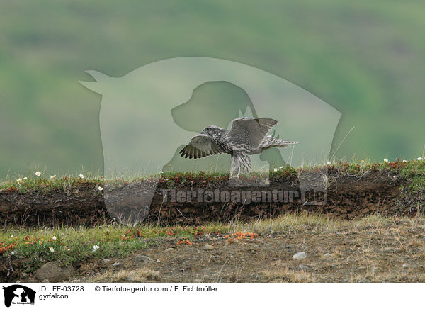 Gerfalke / gyrfalcon / FF-03728