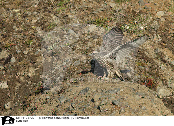 Gerfalke / gyrfalcon / FF-03732