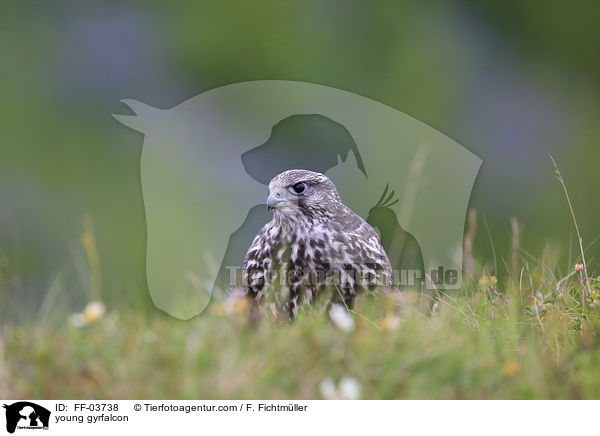 junger Gerfalke / young gyrfalcon / FF-03738