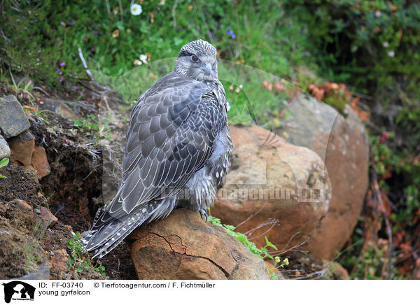 junger Gerfalke / young gyrfalcon / FF-03740