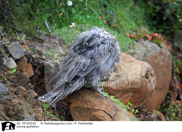 junger Gerfalke / young gyrfalcon / FF-03742