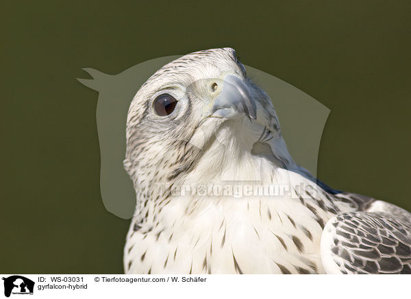 Gerfalke-Hybrid / gyrfalcon-hybrid / WS-03031