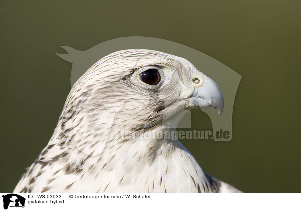 gyrfalcon-hybrid / WS-03033