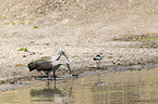 Hadeda Ibises and Blacksmith Lapwing