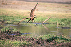 hamerkop