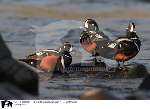 Kragenenten / harlequins / FF-05056