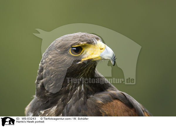 Harris's Hawk portrait / WS-03243
