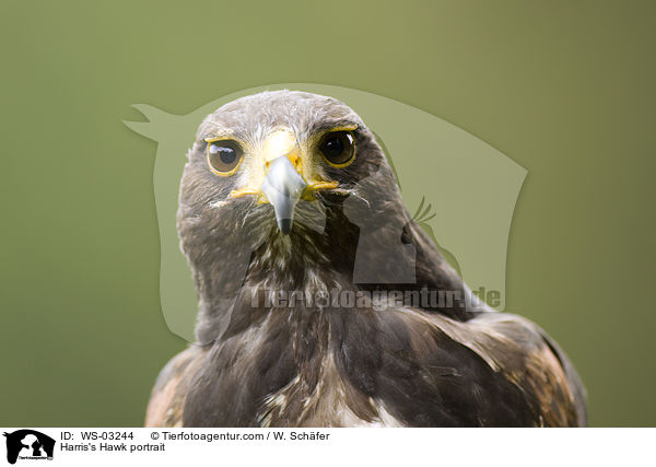 Harris's Hawk portrait / WS-03244